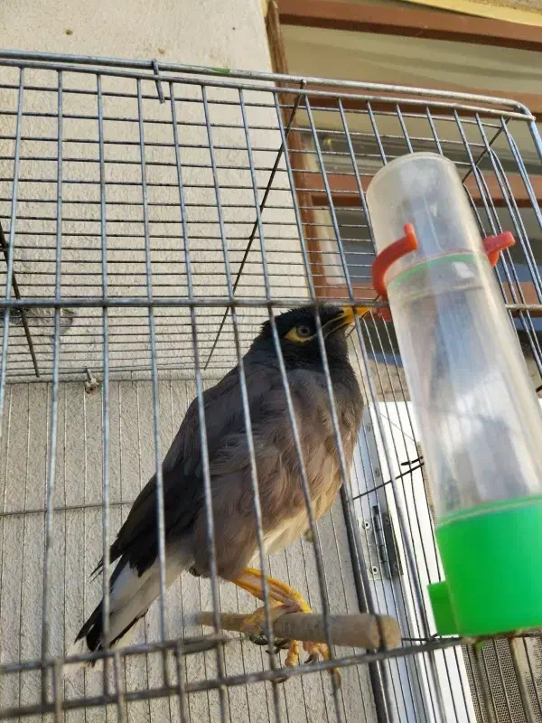 مرغ مینا سخنگو|پرنده|کرمان, |دیوار