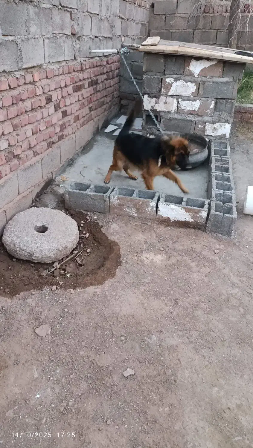 ژرمن مو بلند ماده|سگ|زرند, |دیوار