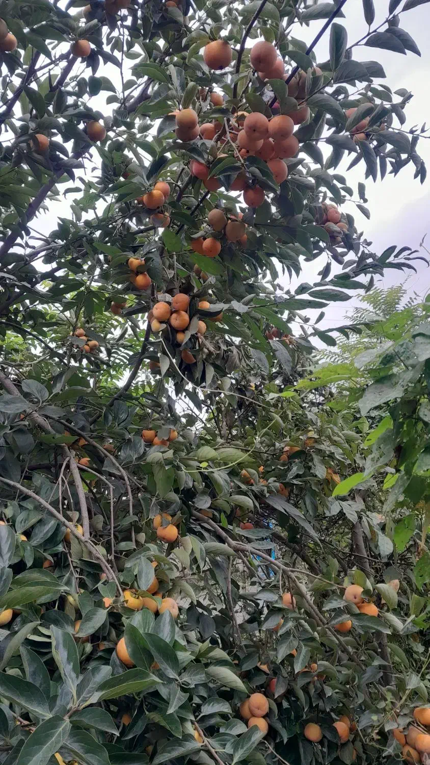 میوه خرمالو|عمده‌فروشی|پره‌سر, |دیوار