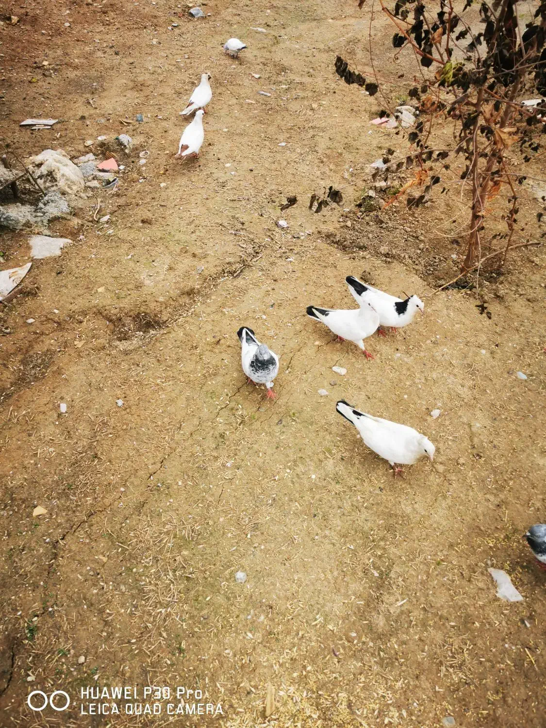 کبوتر|پرنده|دشت ذهاب, |دیوار