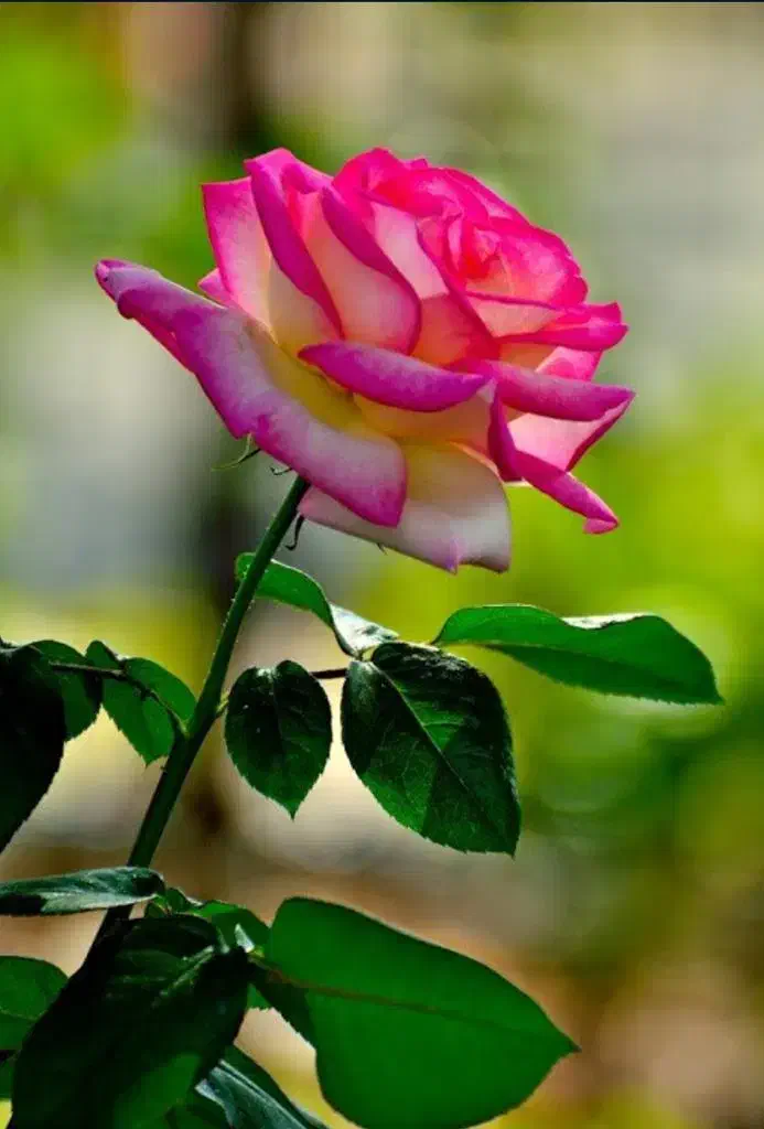 فروش وام مهربانی ۴درصد|خدمات مالی، حسابداری، بیمه|شیراز, دکتر حسابی|دیوار