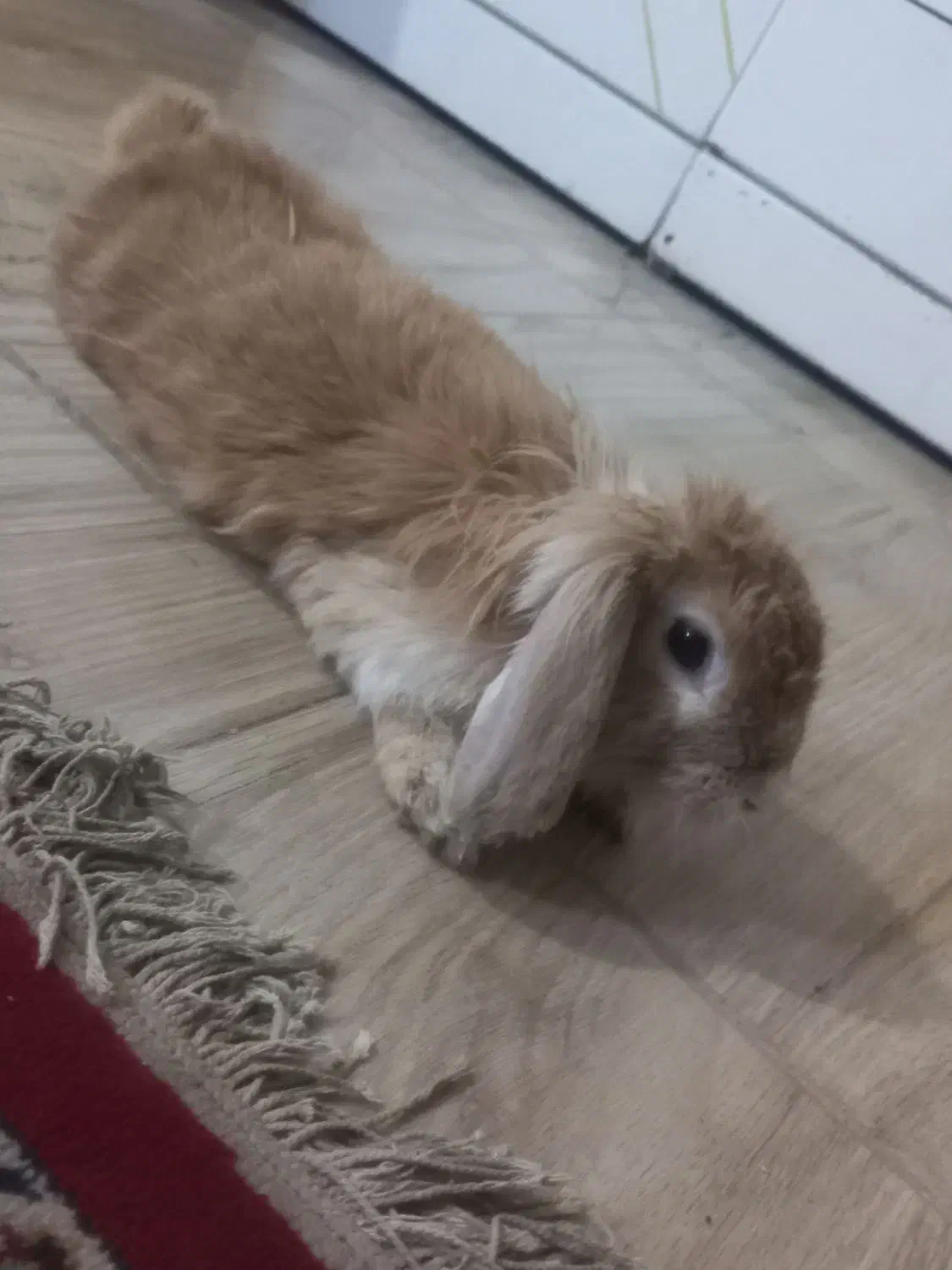 خرگوش گمشده|موش و خرگوش|مشهد, شهید قربانی|دیوار