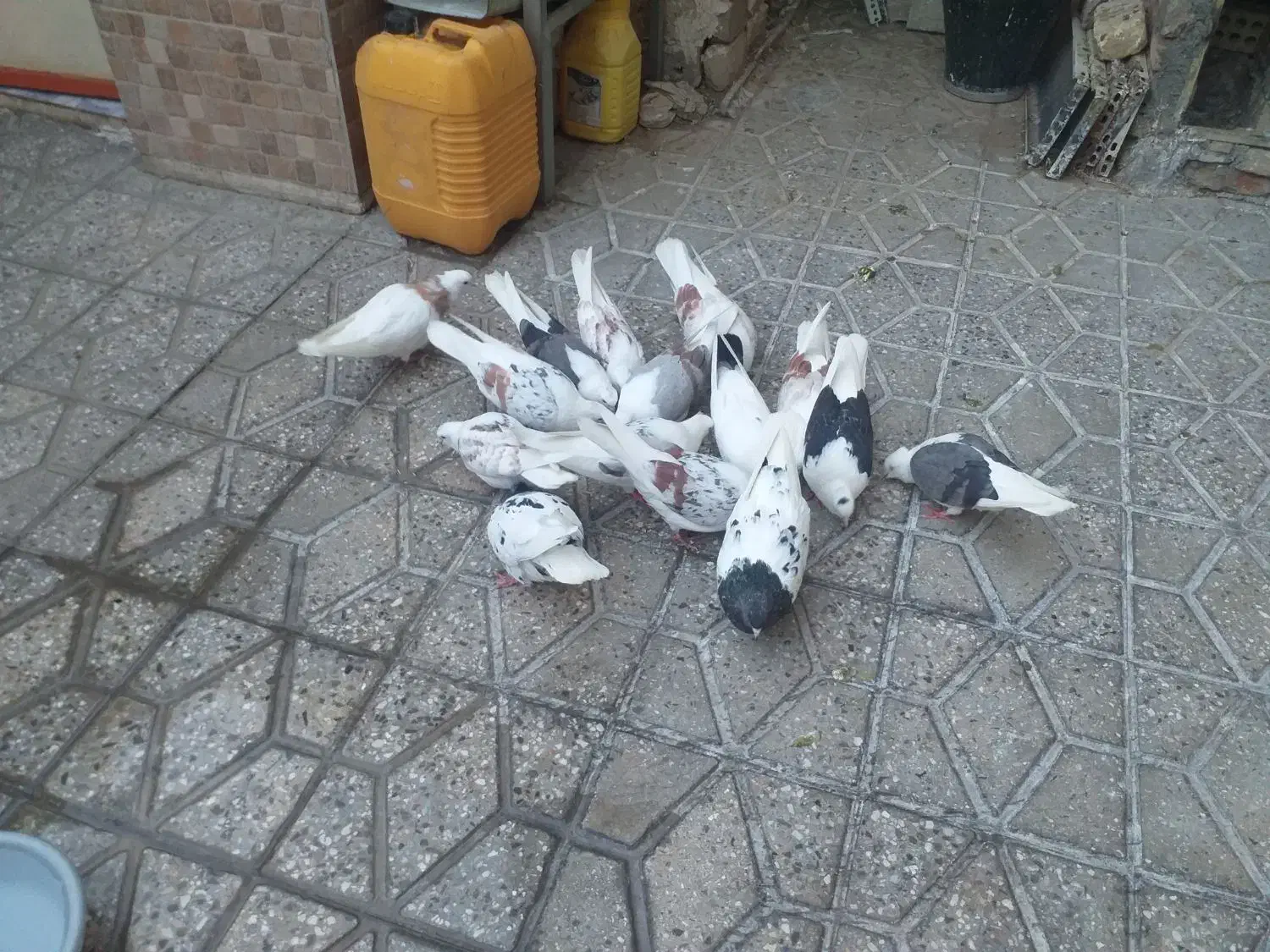 کبوتر تهرانی گمشده|حیوانات|دورود, |دیوار