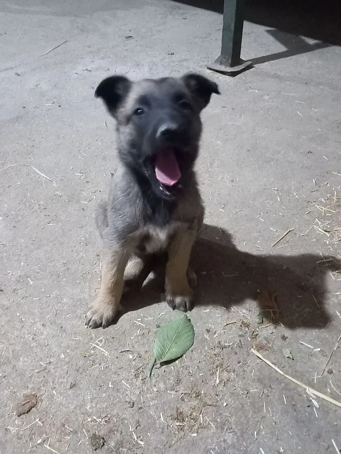 توله مالینیوز|سگ|فشم, |دیوار