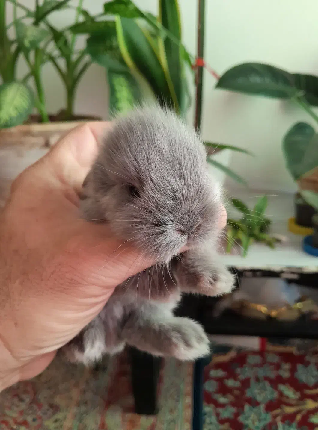 زیبا ترین نژاد بچه خرگوش نژاد ترکیبی لاین هد و لوپ|موش و خرگوش|چالوس, |دیوار