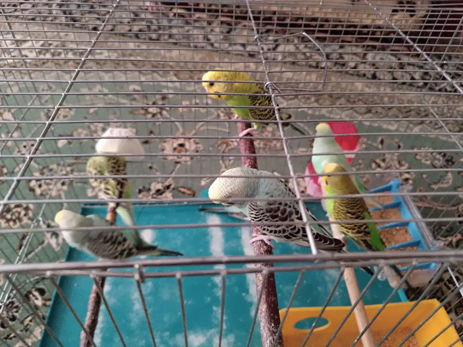 مرغ عشق هلندی|پرنده|ابریشم, |دیوار