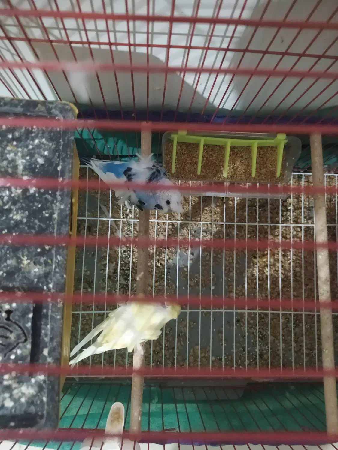 مرغ عشق پروانه ای|پرنده|اهواز, کوروش|دیوار