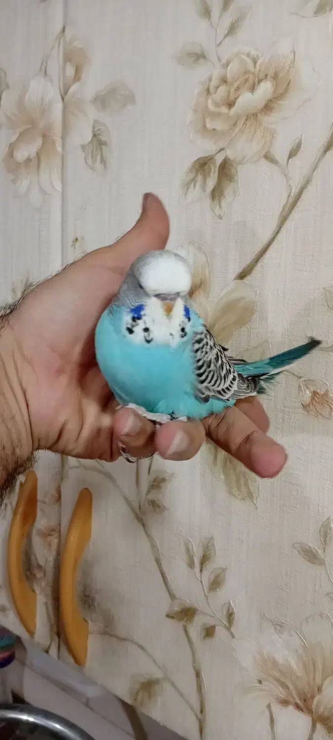 جوجه مرغ عشق انگلیسی|پرنده|پاکدشت, پاکدشت (مامازند)|دیوار