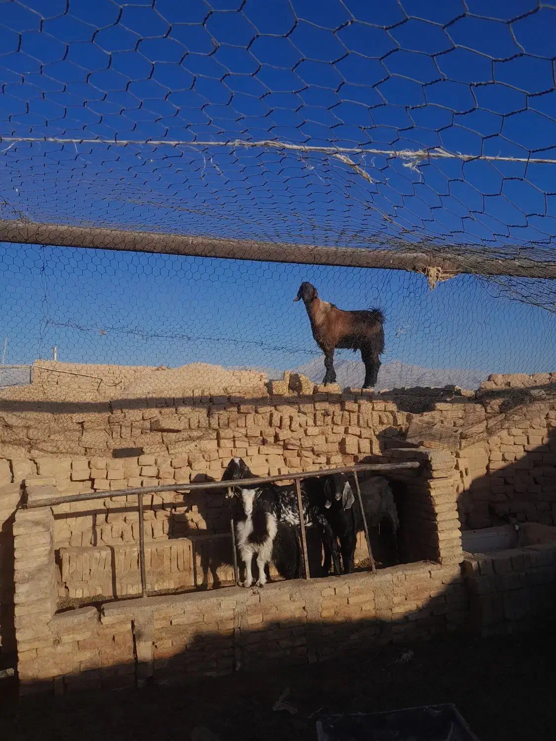 سه عدد کره نر  پاکستانی هر سه تا مال یک بز هستن|حیوانات مزرعه|ماهان, |دیوار