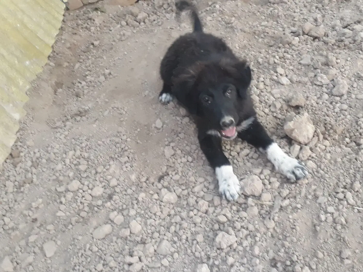 توله قدرجونی|سگ|ورامین, ورامین|دیوار