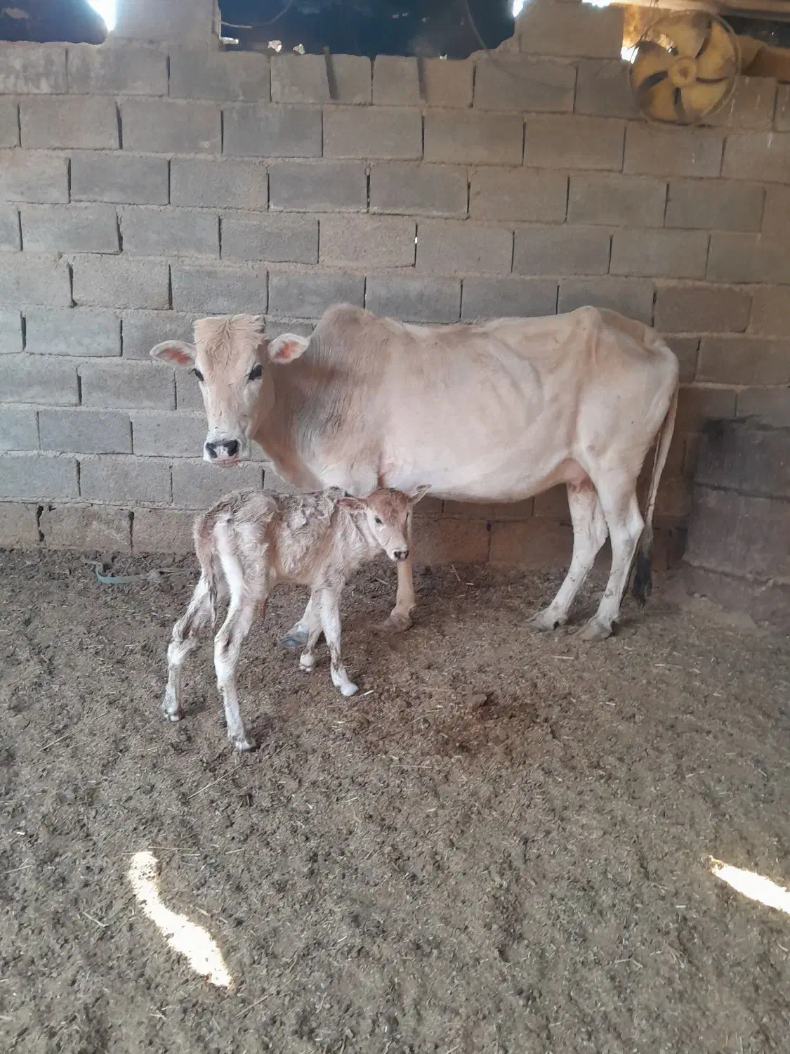 گاو بل گوساله ماده|حیوانات مزرعه|شادگان, |دیوار