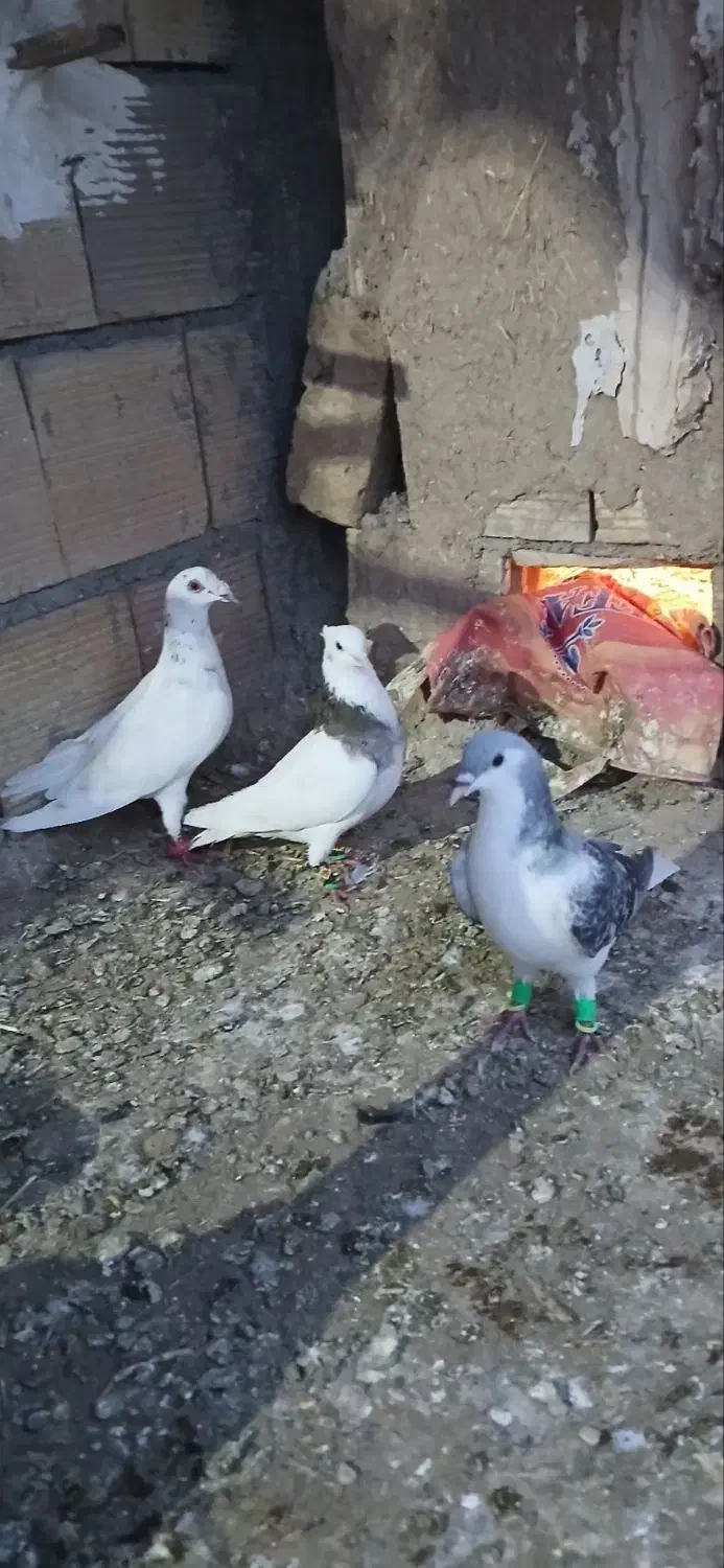 کبوتر پرشی|پرنده|طاغنکوه, |دیوار