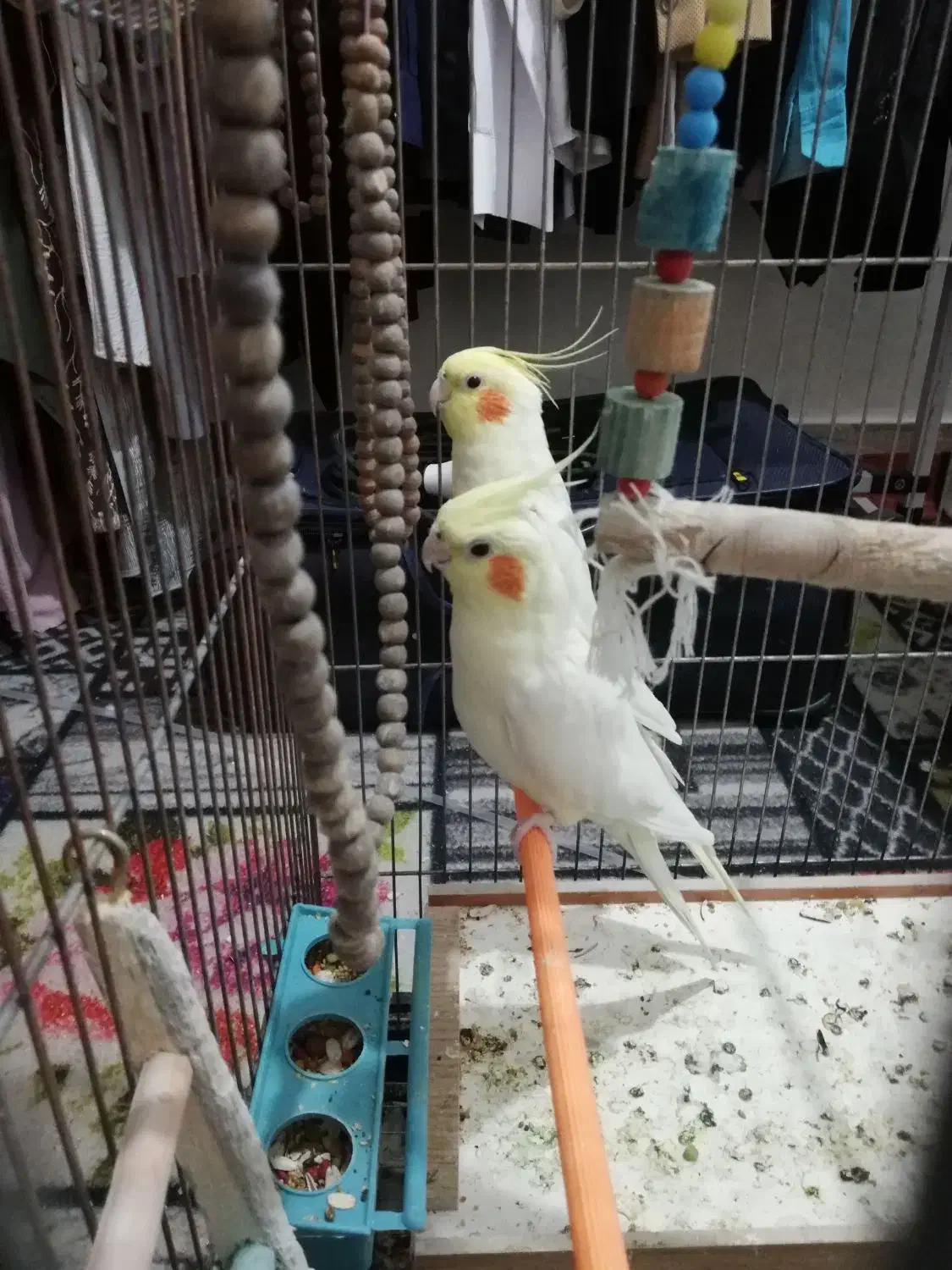 عروس هلندی|پرنده|ایذه, |دیوار