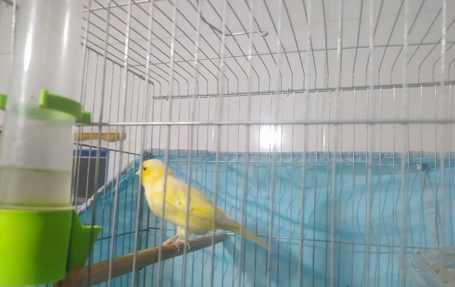 فروش قناری|پرنده|هندیجان, |دیوار