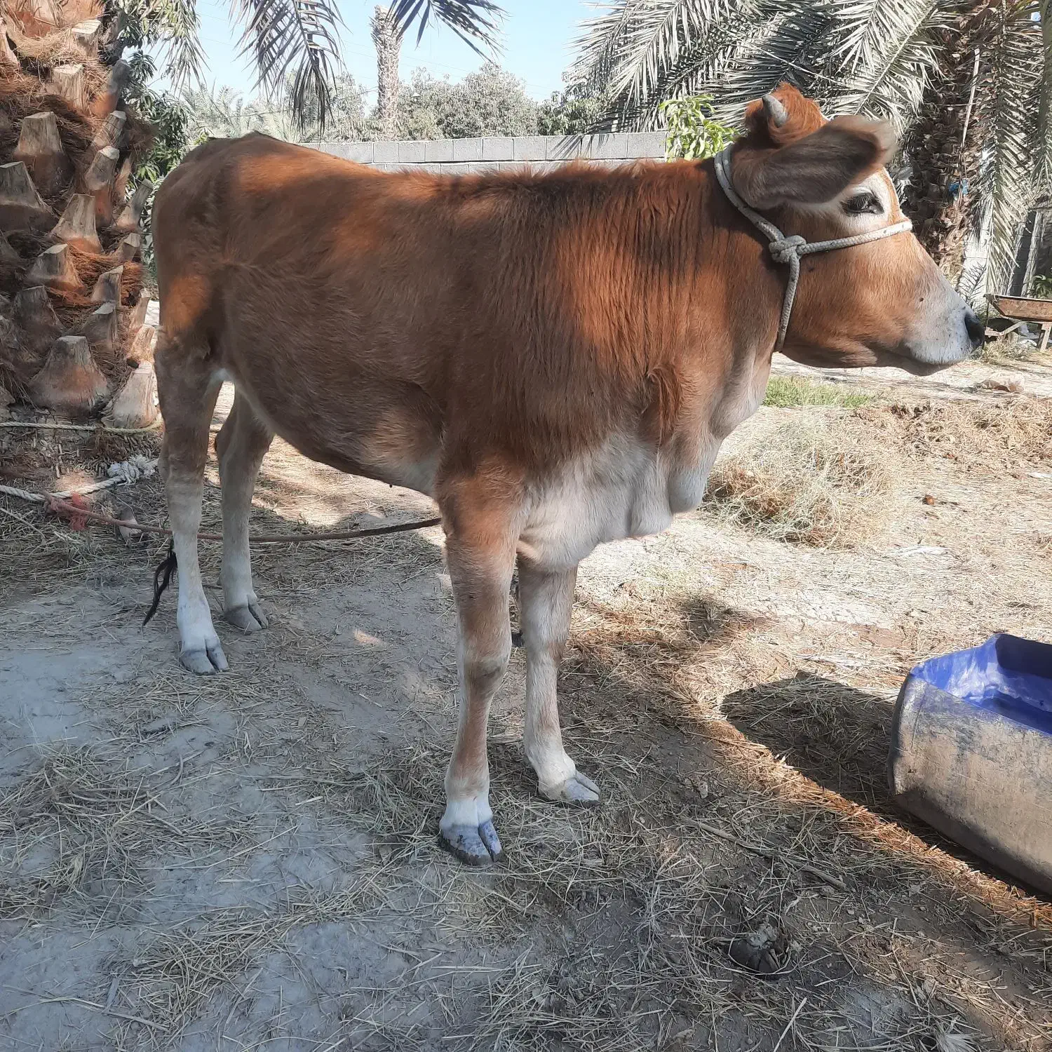 گاو جرسی دو رگه به همراه گوساله ماده|حیوانات مزرعه|میناب, |دیوار