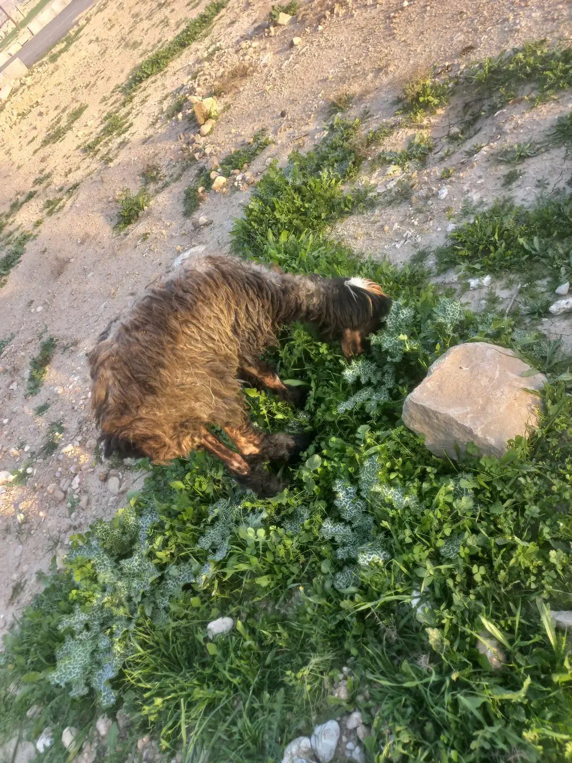 کوه ماده|حیوانات مزرعه|مسجد سلیمان, |دیوار