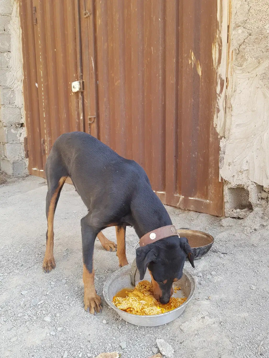 سگ دوبرمن|سگ|صفادشت, |دیوار