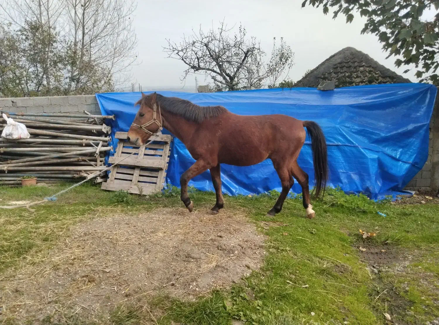 اسب نر|حیوانات مزرعه|آستارا, |دیوار