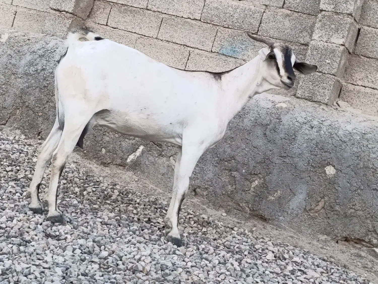 بز سومال|حیوانات مزرعه|بندرعباس, |دیوار