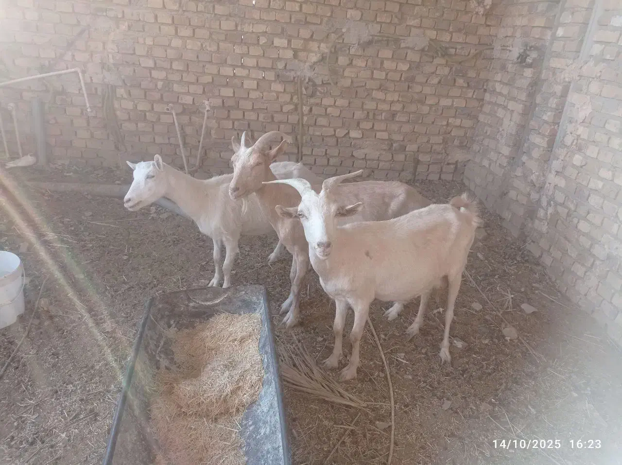 تعدادی بز وکره ویک عدد چپش الپایین|حیوانات مزرعه|میبد, |دیوار