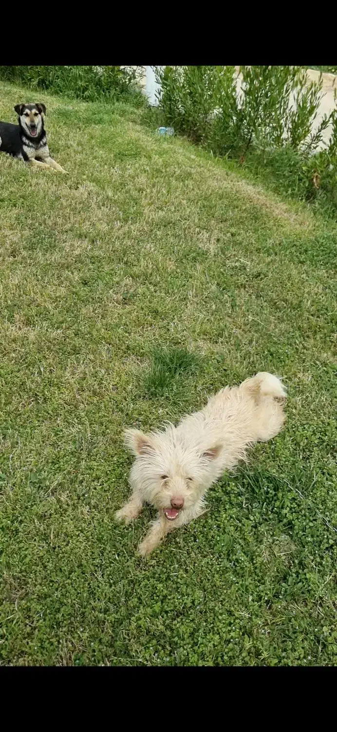 سگ گمشده در خیابان مهدیه فسا|حیوانات|فسا, |دیوار