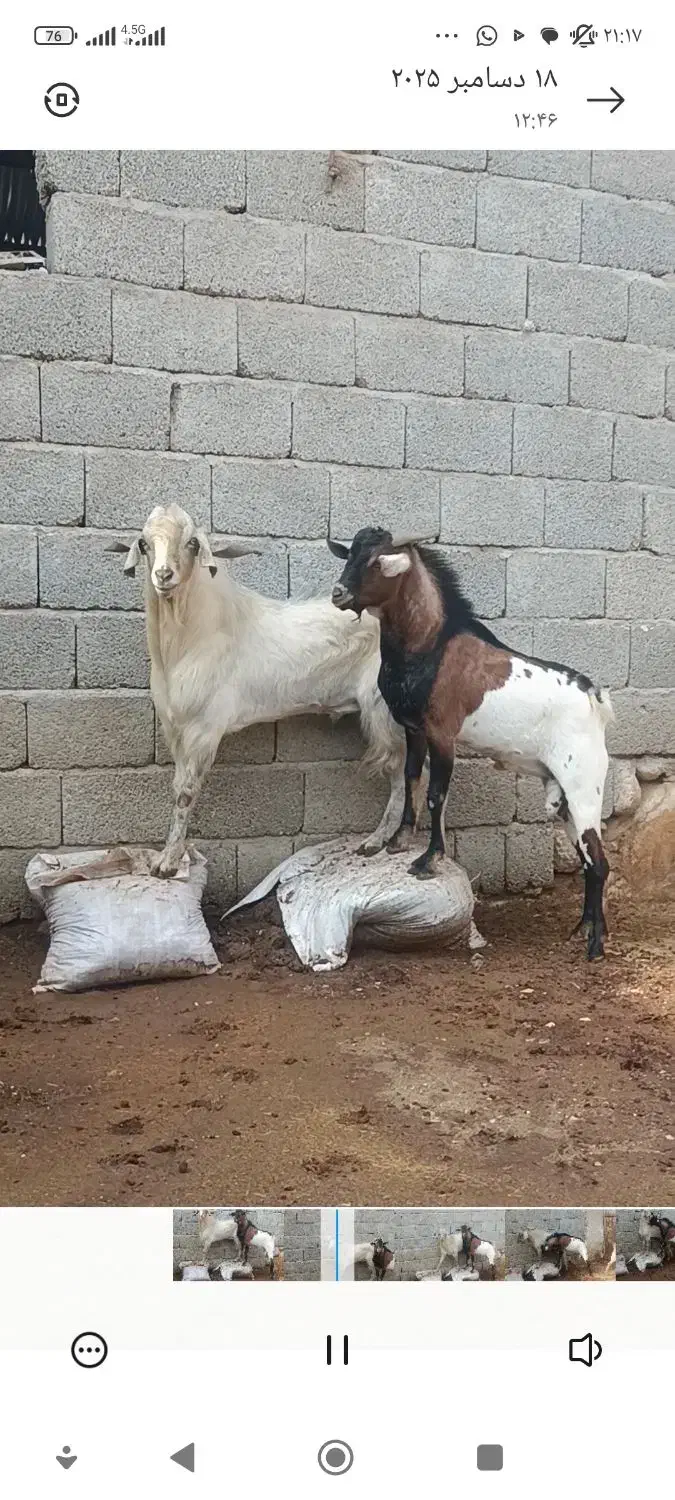 نری کهره نر مخصوص داشت وکشتن|حیوانات مزرعه|بستک, |دیوار