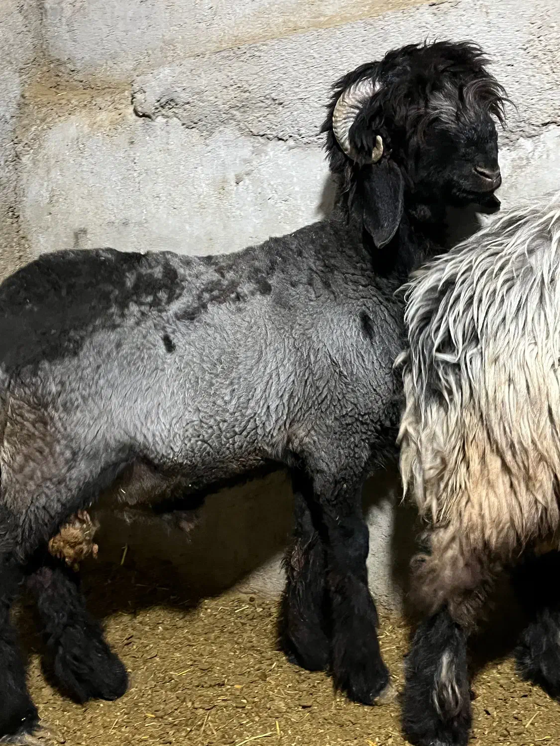 بره قوچی بختیاری|حیوانات مزرعه|شیراز, حومه شیراز|دیوار