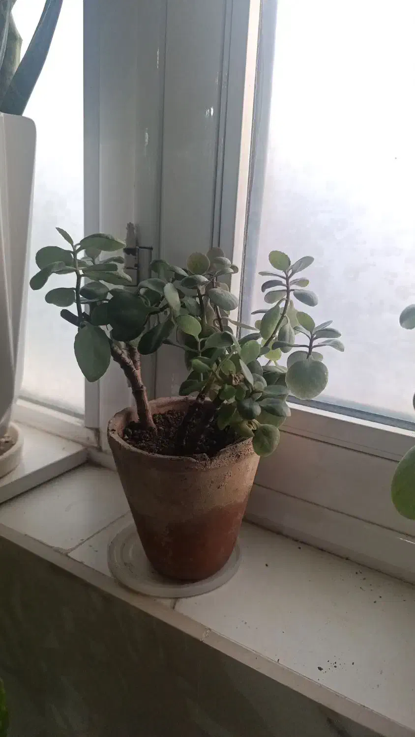 گل طبیعی|گل و گیاه طبیعی|سبزوار, هویزه|دیوار