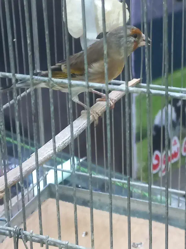 سهره قناری نر بخون|پرنده|کرج, باغستان|دیوار