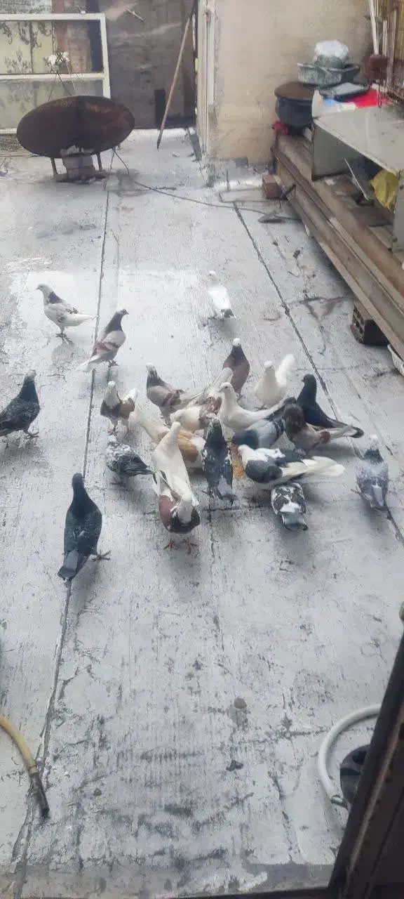 کبوتر|پرنده|ری, سیزده آبان|دیوار