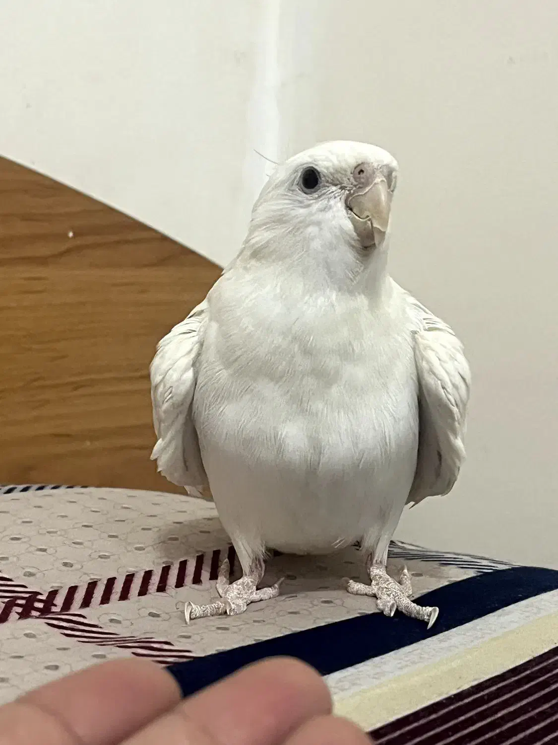 عروس هلندی آلبینو سخنگو فوق دستی|پرنده|مشهد, ایثار|دیوار