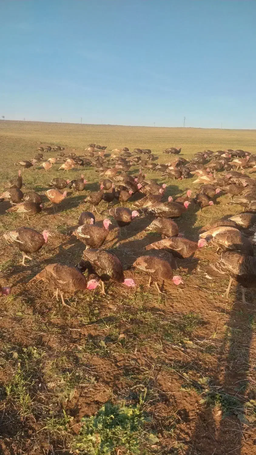 بوقلمون طبیعی|حیوانات مزرعه|گرمی, |دیوار