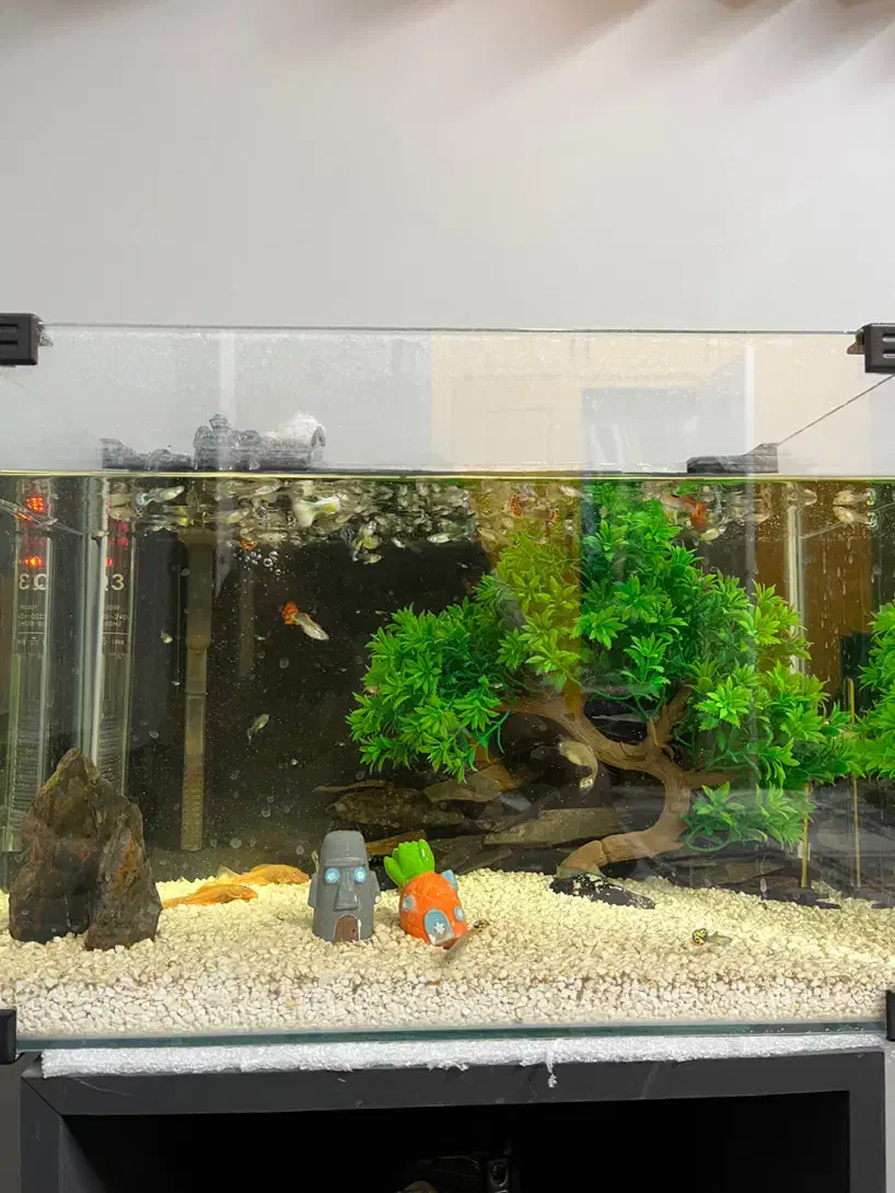 اکواریوم شیشه خم ماهی کپی گوپی|ماهی|مشهد, شهید فرامرز عباسی|دیوار