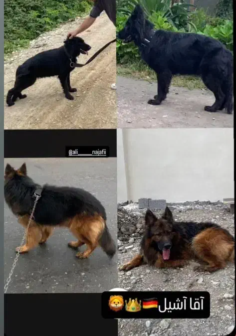 ژرمن|سگ|نشتارود, |دیوار