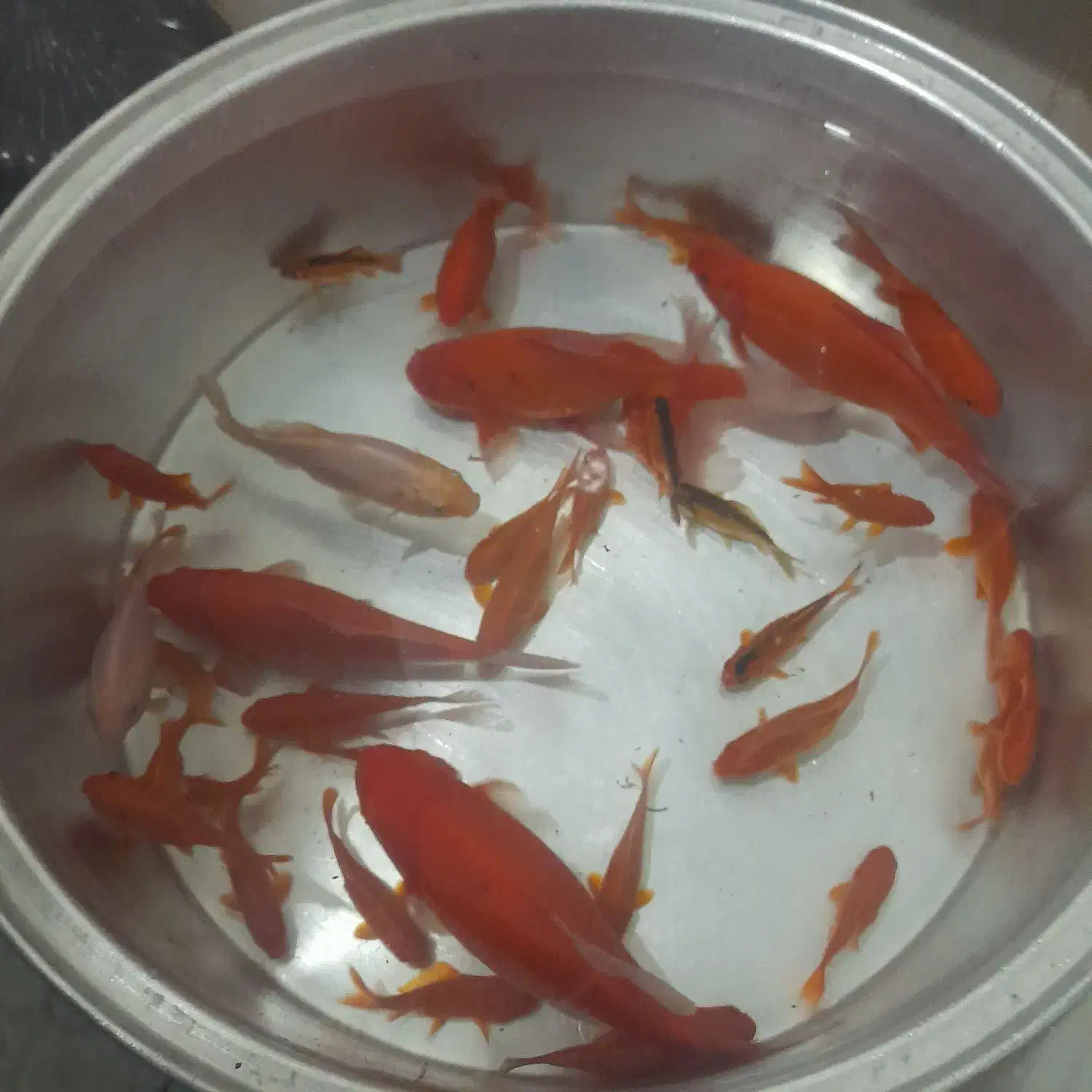 فروش فوری ماهی قرمز|ماهی|کوهدشت, |دیوار