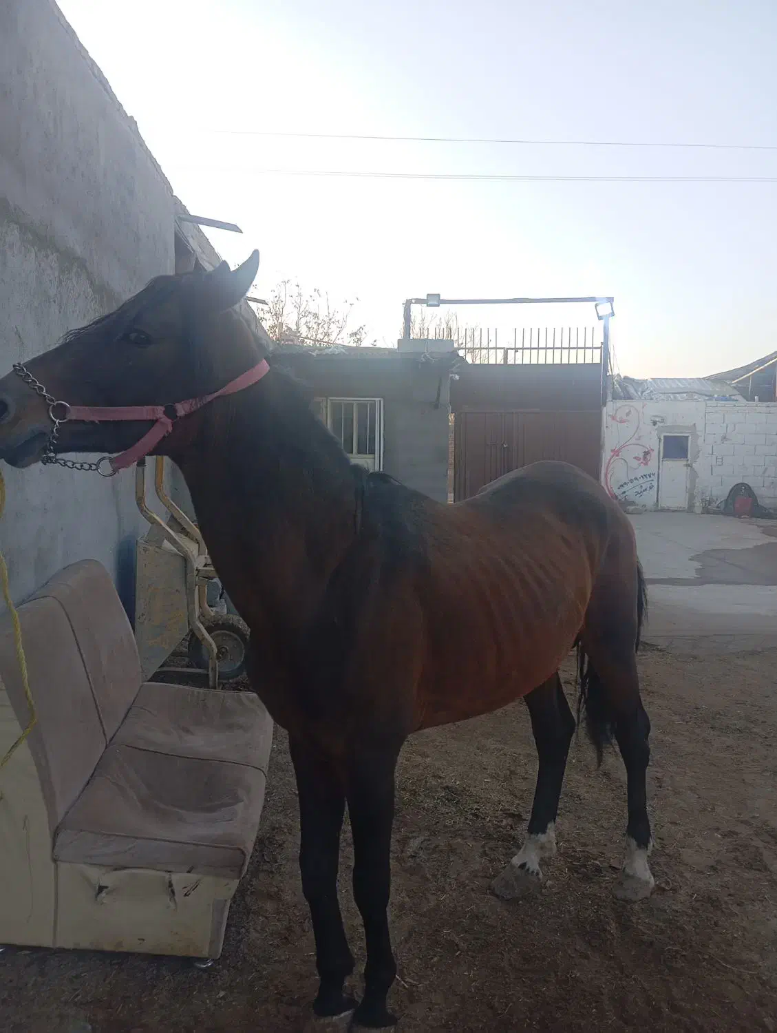 فروش اسب|اسب و تجهیزات اسب‌سواری|بناب, |دیوار