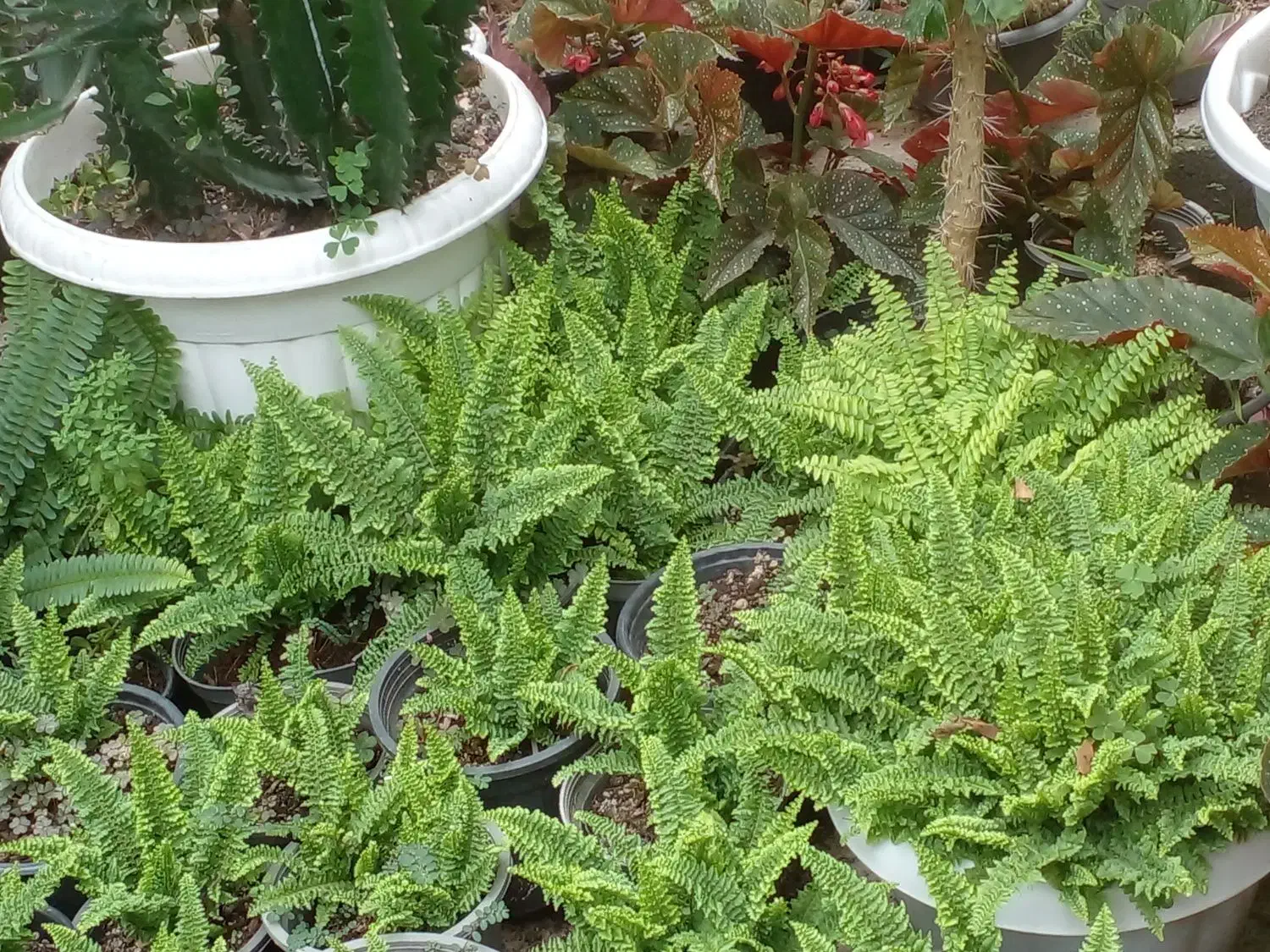 گلهای خیلی تمیز|گل و گیاه طبیعی|رشت, گلباغ نماز|دیوار