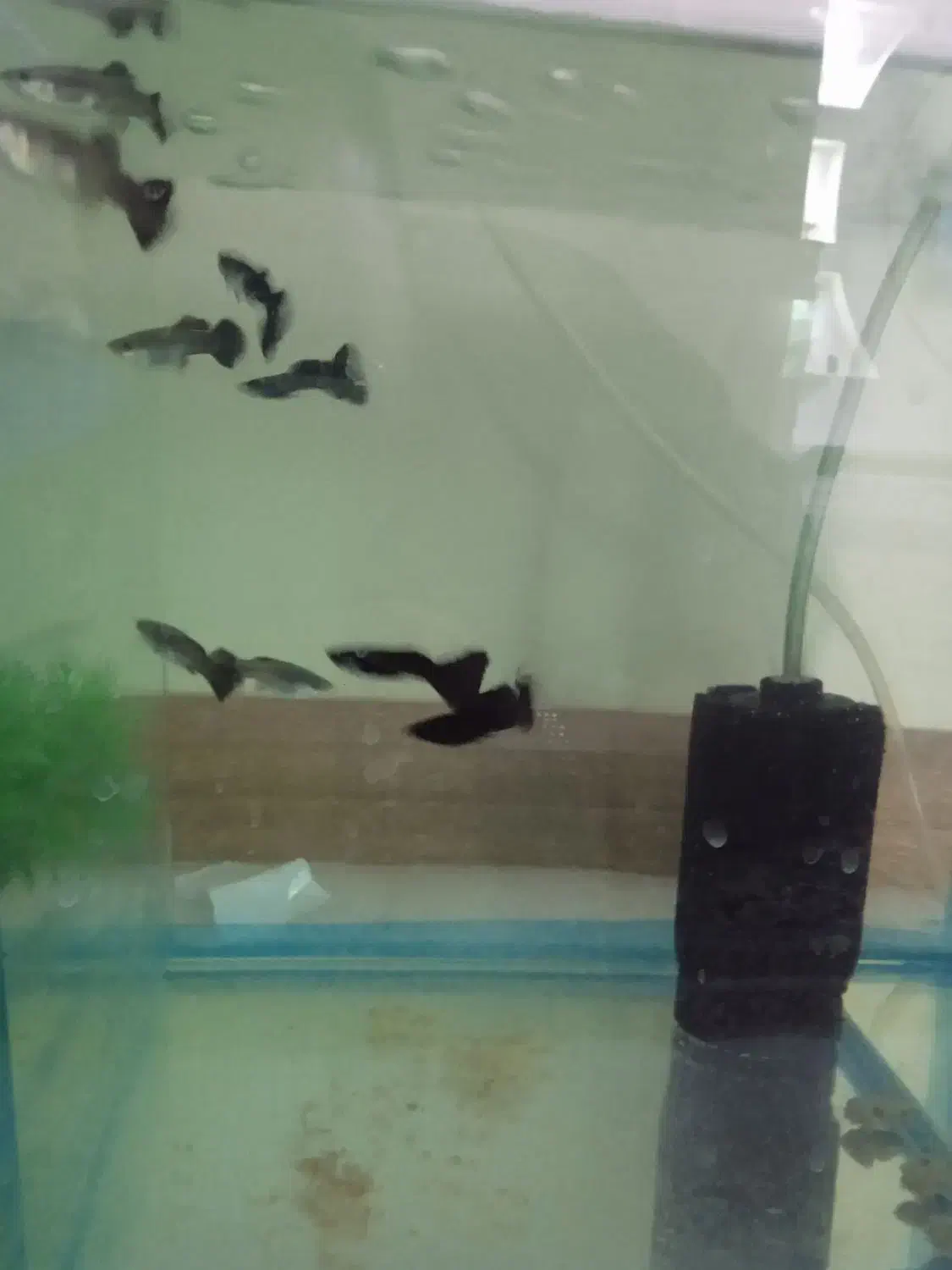 9عدد ماهی گوپی فول بلک درشت|ماهی|تهران, والفجر (افسریه)|دیوار