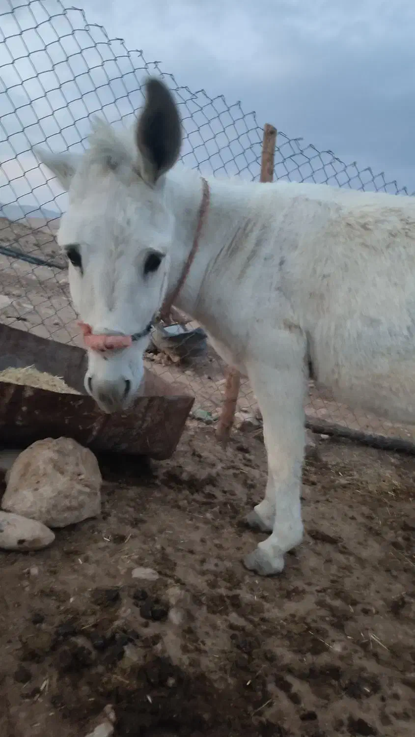 الاغ|حیوانات مزرعه|جزمان, |دیوار