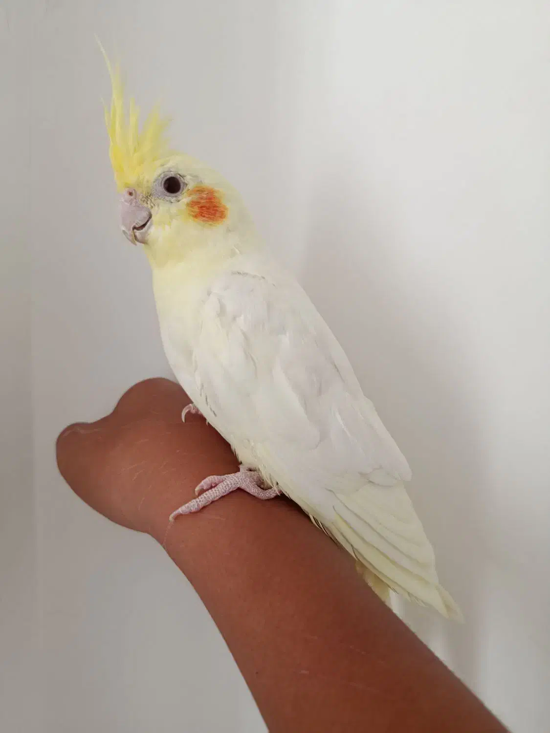 عروس هلندی لوتینو نر دستی چشم شرابی|پرنده|طبس, |دیوار