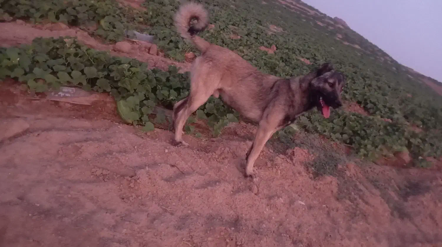 10000|سگ|ماهنشان, |دیوار