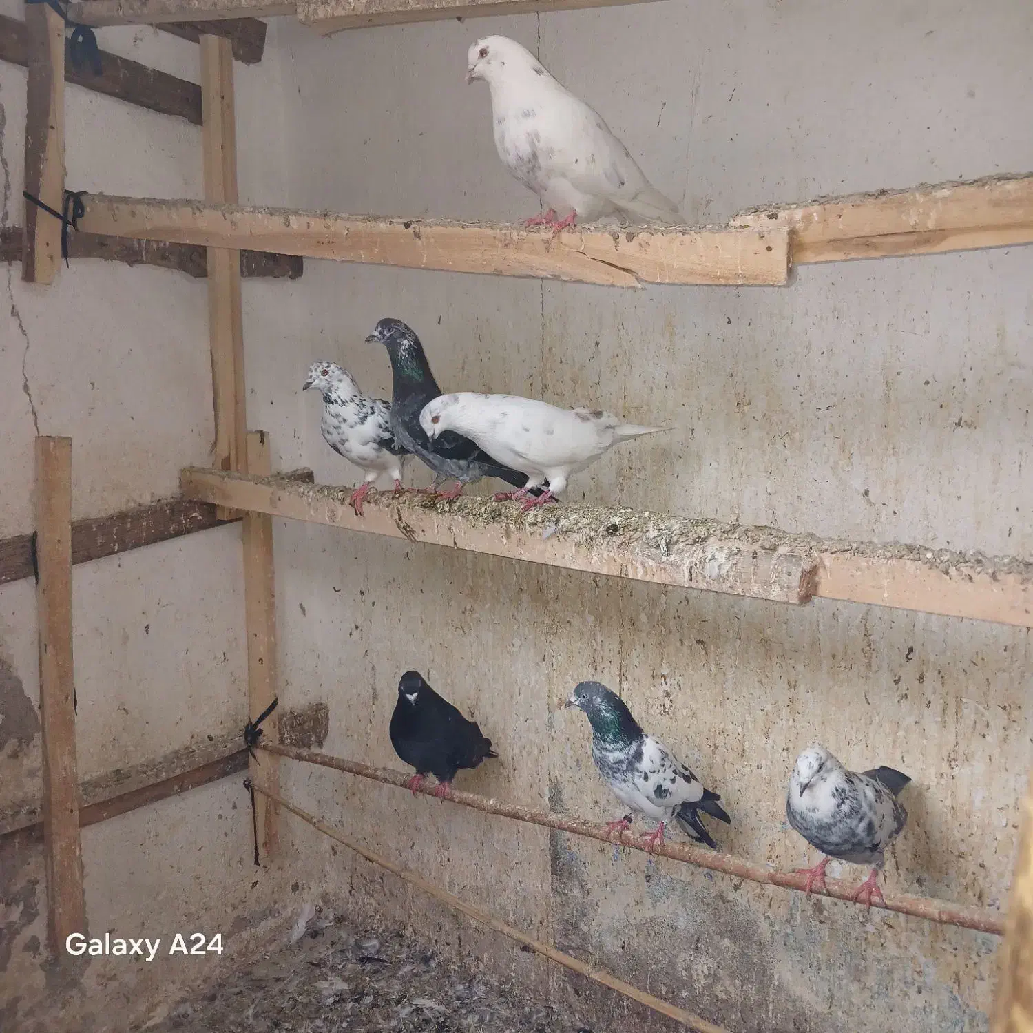 کبوترپرشی|پرنده|رشت, تازه آباد|دیوار