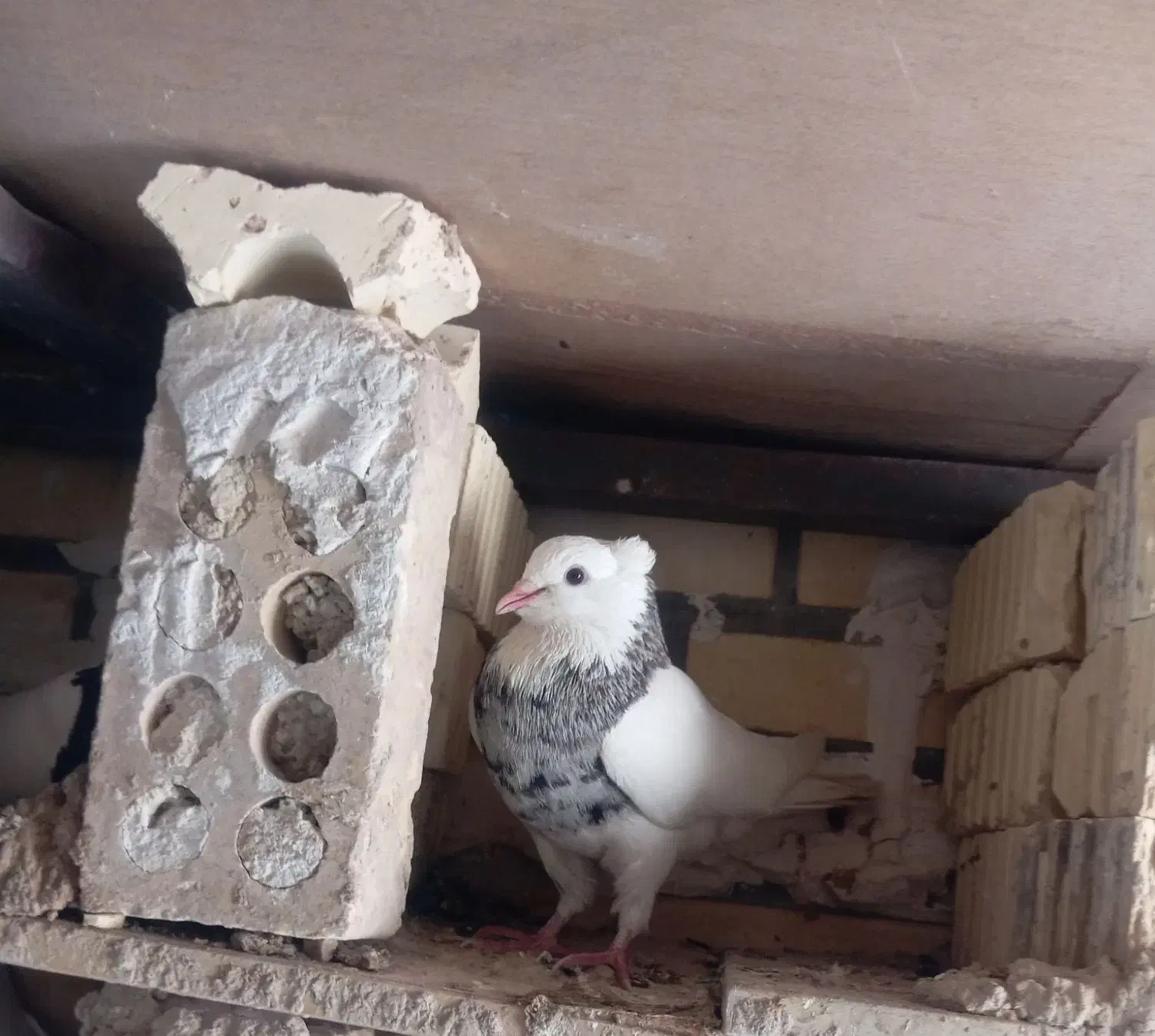 طوق الماسی|پرنده|دهدشت, |دیوار