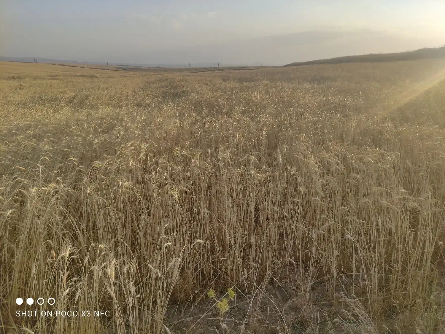 کاه گندم دیمی|لوازم جانبی حیوانات|افشار, |دیوار