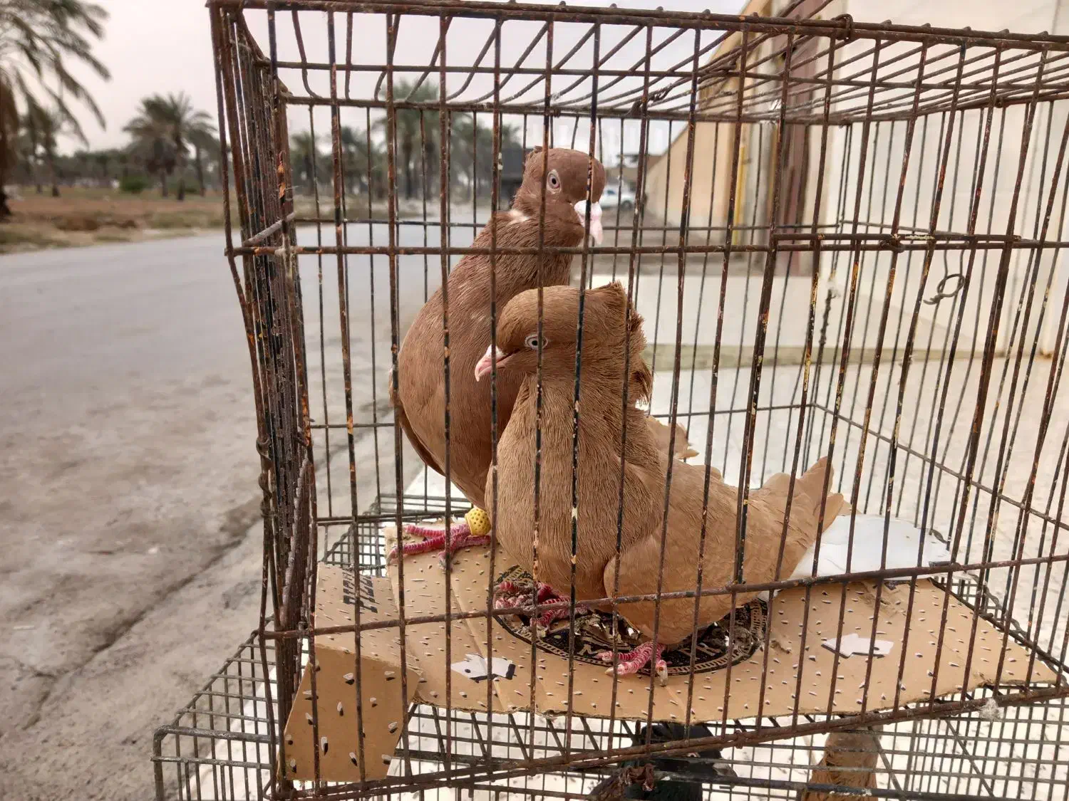 شیبان|پرنده|باوی, |دیوار