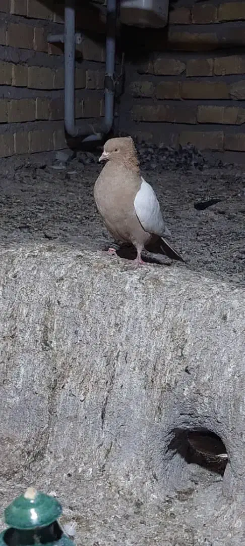 سینه زرد|پرنده|لاله زار, |دیوار