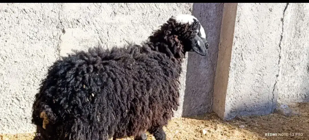 بره 28کیلو|حیوانات مزرعه|قزوین, |دیوار