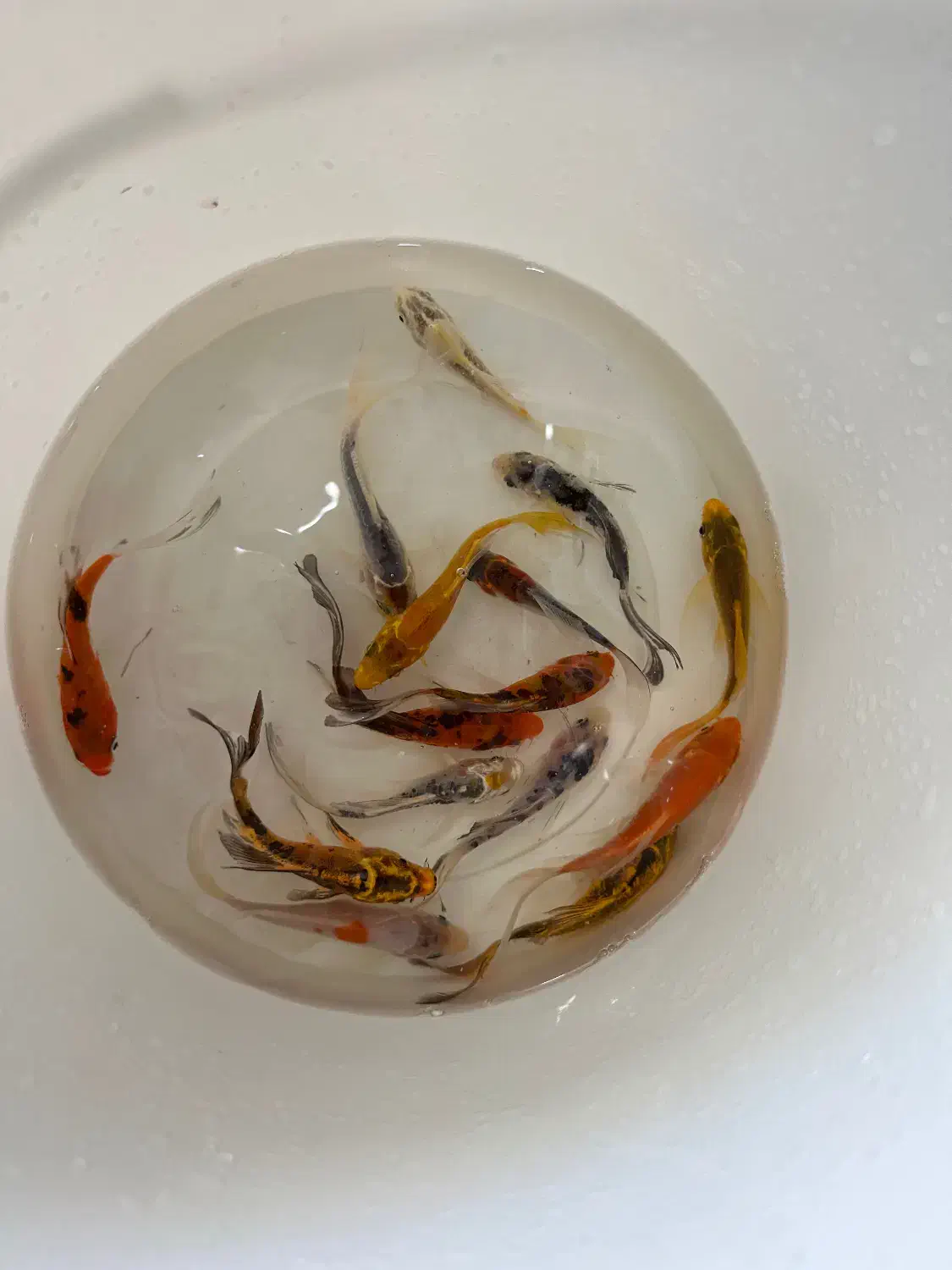 ماهی عمده|ماهی|شهرکرد, |دیوار