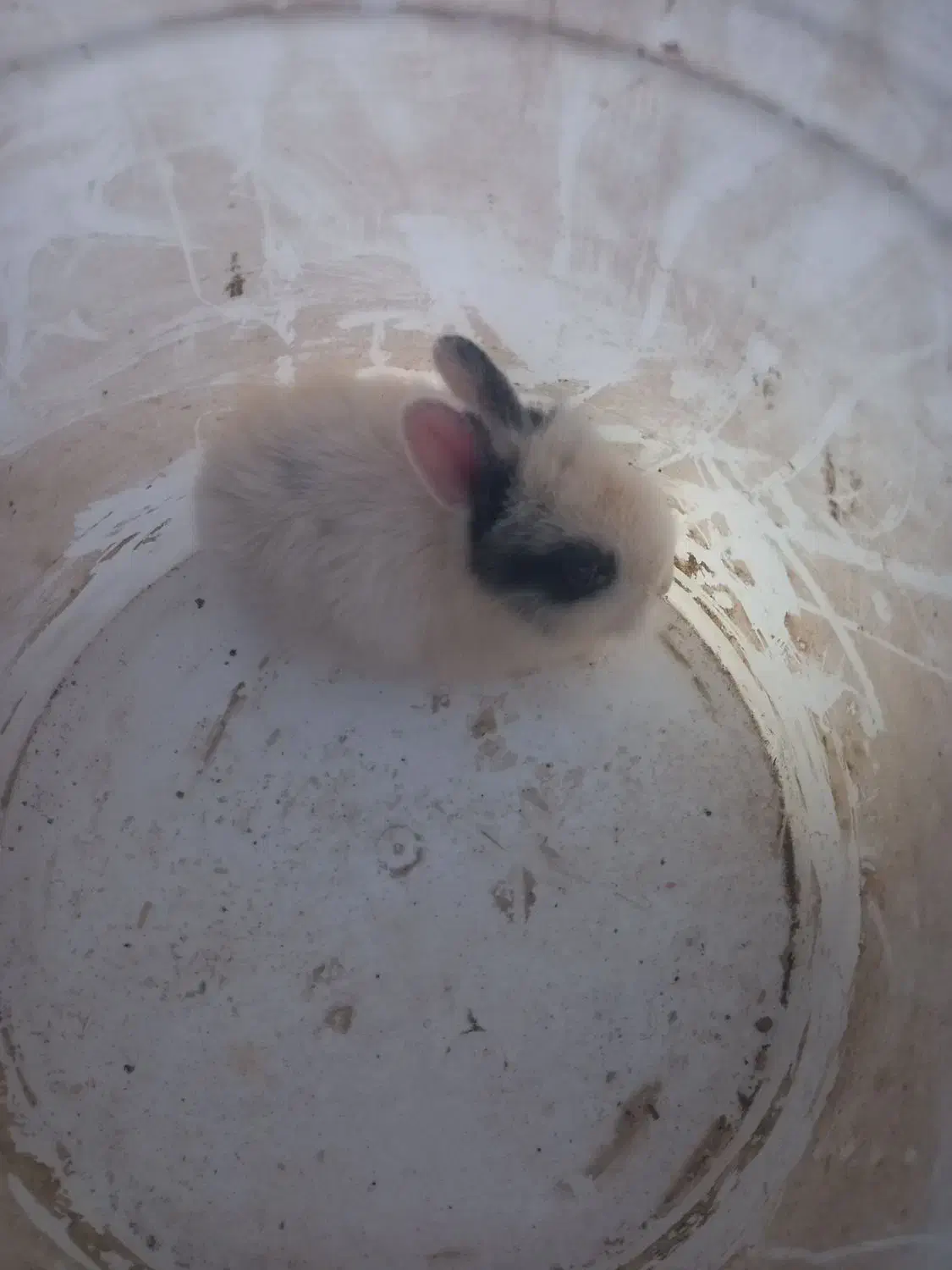 خرگوش|موش و خرگوش|شاهینشهر, گرگاب|دیوار