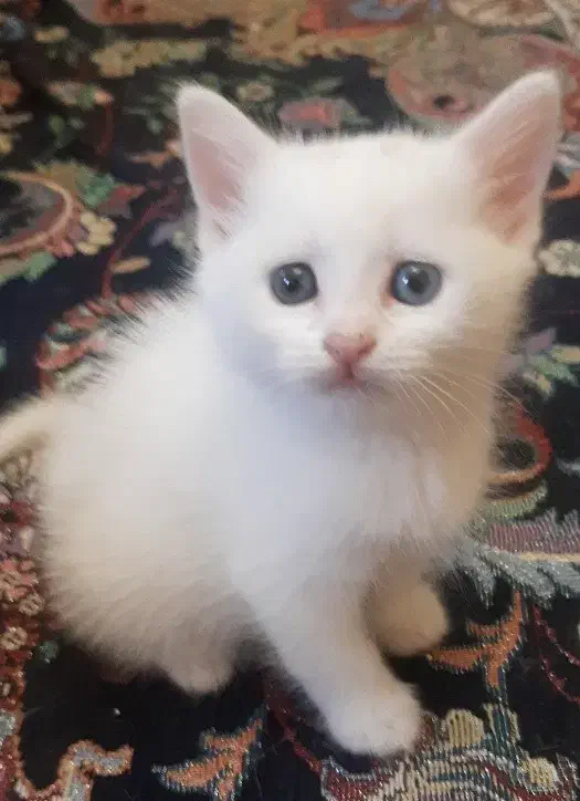 گربه اسکاتیش بریتیش|گربه|تهران, منیریه|دیوار